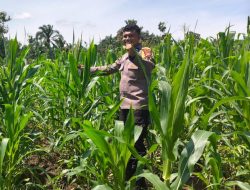 Polisi Cinta Petani, Kapolsek Bangkinang Barat Pastikan Kondisi Jagung Pipil desa Siabu