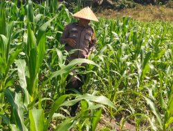 Kapolsek Bangkinang Barat Pastikan Kondisi Jagung Pipil desa Siabu