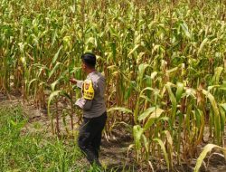Polsek Bangkinang Barat Siap Wujudkan Petani Cinta Polisi Menuju Swasembada Pangan Nasional
