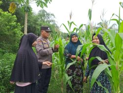 Bersama Ibu-Ibu KWT, Polsek Bangkinang Barat Pantau Perkembangan Jagung Pipil Desa Pulau Jambu