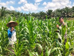Kondisi Jagung Pipil desa Siabu Dalam Keadaan Aman, Ini Kata Kapolsek Bangkinang Barat