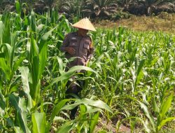 Jagung Pipil desa Siabu Semakin Menunjukkan Kondisi Terbaik Saat Polsek Bangkinang Barat Lakukan Pengecekan