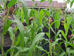 Senyum Manis Mewarnai Bibir KWT Pulau Jambu dan Bhabinkamtibmas Saat Tinjau Jagung Pipil