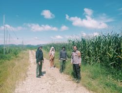 Tanpa Lelah Polsek Bangkinang Barat Kunjungi Kembali Jagung Pipil Desa Batu Langkah Kecil
