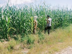 Masa Panen Semakin Dekat, Begini Kondisi Jagung Pipil Desa Batu Langkah Kecil