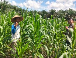 Jagung Pipil Desa Siabu Semakin Mempesona, Begini Kabarnya