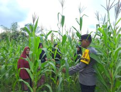 Macam Film India, Bhabinkamtibmas Di Balik Daun Jagung Pipil, Ternyata