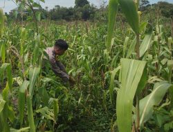 Polsek Bangkinang Barat Rawat Jagung Pipil Desa Salo Timur Sepenuh Hati, ini Kondisinya