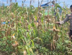 Kondisi Jagung Pipil Salo Timur dari Hari ke Hari, Baca Perkembangannya