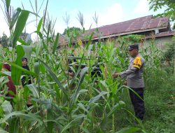 Kapolsek Bangkinang Barat Semakin Perhatian Terhadap Perkembangan Jagung Pipil Desa Pulau Jambu