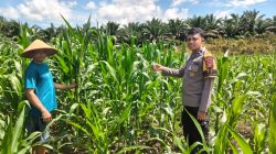 Polsek Bangkinang Barat Kembali Cek Jagung Pipil Desa Siabu, Begini Keadaannya