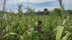 Jagung Pipil Salo Timur Tumbuh dengan Baik, ini Respon Kapolsek Bangkinang Barat