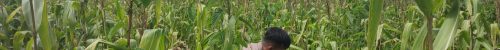 Jagung Pipil Salo Timur Tumbuh dengan Baik, ini Respon Kapolsek Bangkinang Barat