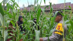 Bhabinkamtibmas Desa Pulau Jambu Pastikan Jagung Pipil Selalu Dalam Kondisi Baik