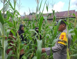 Bhabinkamtibmas Desa Pulau Jambu Pastikan Jagung Pipil Selalu Dalam Kondisi Baik