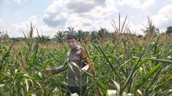 Kapolsek Bangkinang Barat Gembira Kondisi Jagung Pipil Desa Siabu Semakin Baik
