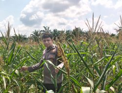 Kapolsek Bangkinang Barat Gembira Kondisi Jagung Pipil Desa Siabu Semakin Baik