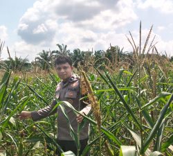Kapolsek Bangkinang Barat Gembira Kondisi Jagung Pipil Desa Siabu Semakin Baik
