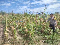 Bhabinkamtibmas Tinjau Langsung Jagung Pipil Desa Salo Timur, Pastikan Kondisi Selalu Baik